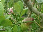 '也门'枸橼'Yemen' citron