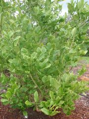 '也门'枸橼'Yemen' citron