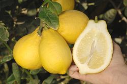 '云南'枸橼 Yunnan citron, Citrus medica 'Yunnan'