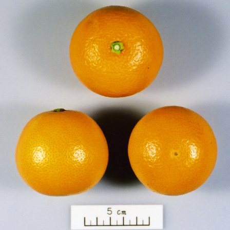 果实 (MAFF, Japan)