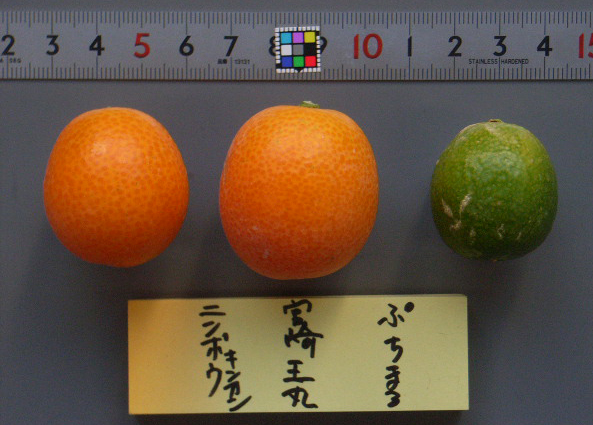 果实 (MAFF, Japan)