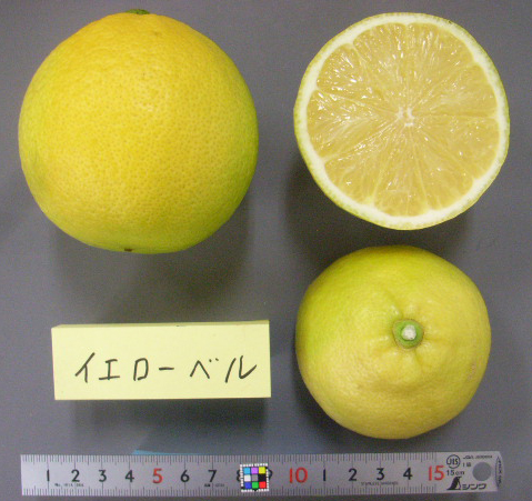 果实 (MAFF, Japan)