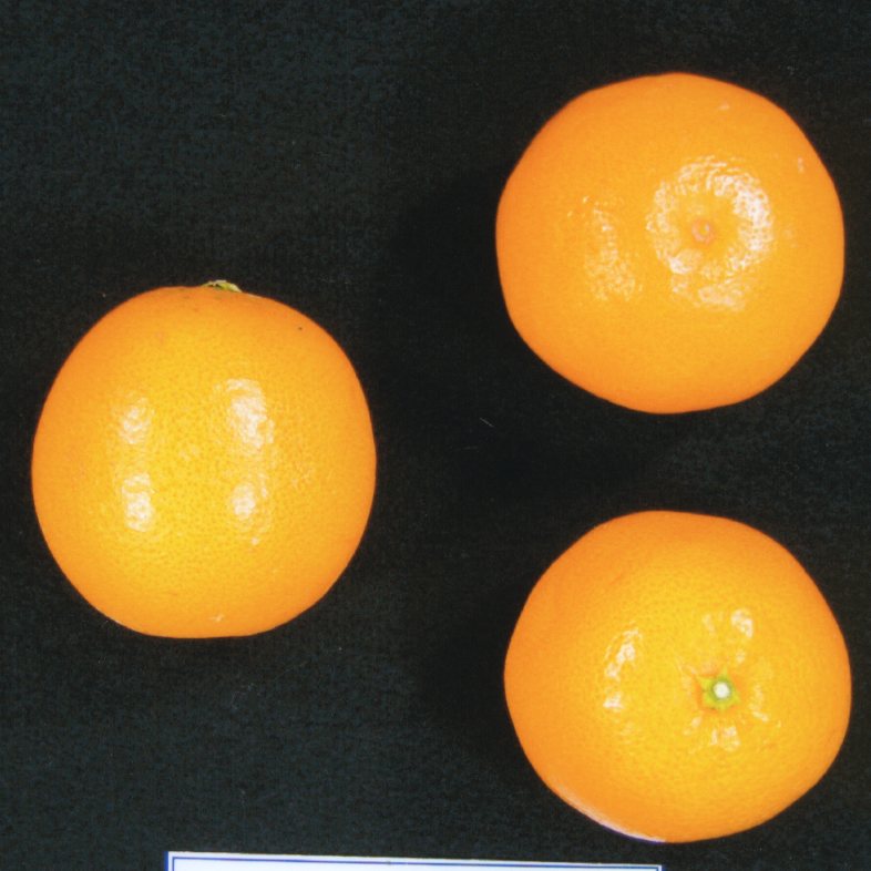 果实 (MAFF, Japan)