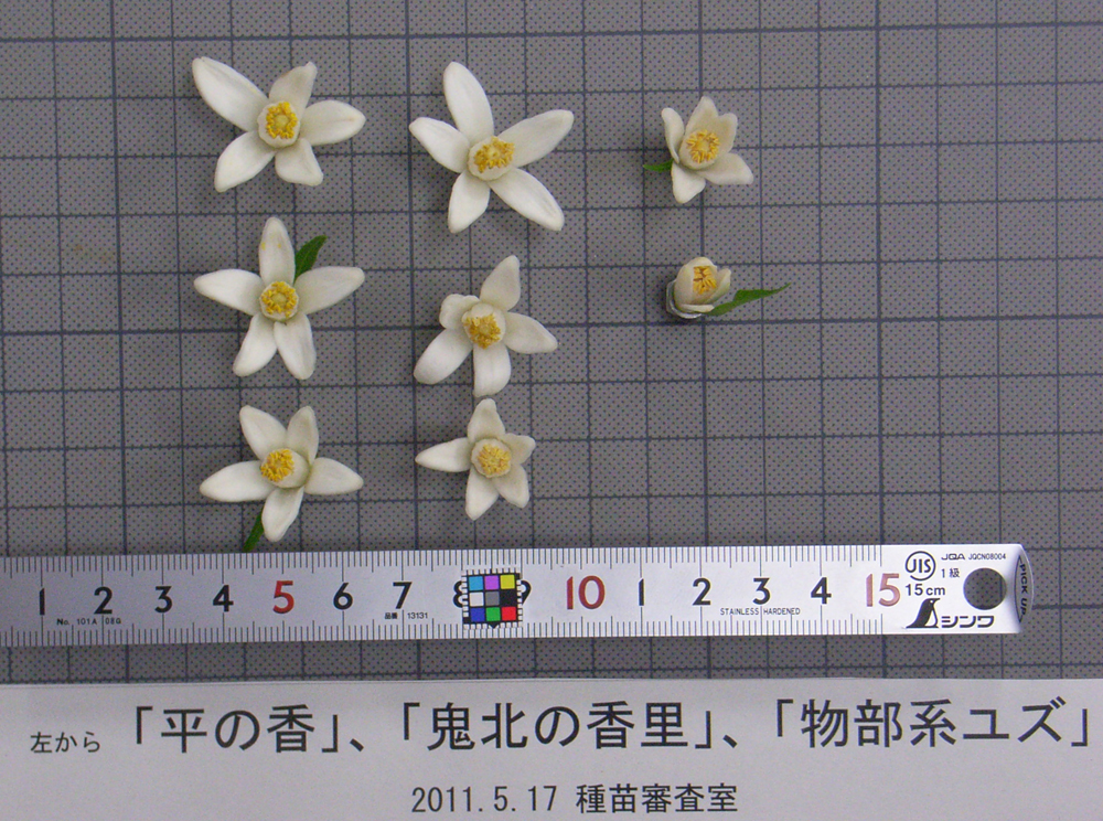 树体 (MAFF, Japan)