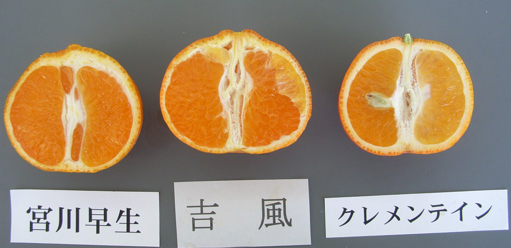 果实 (MAFF, Japan)