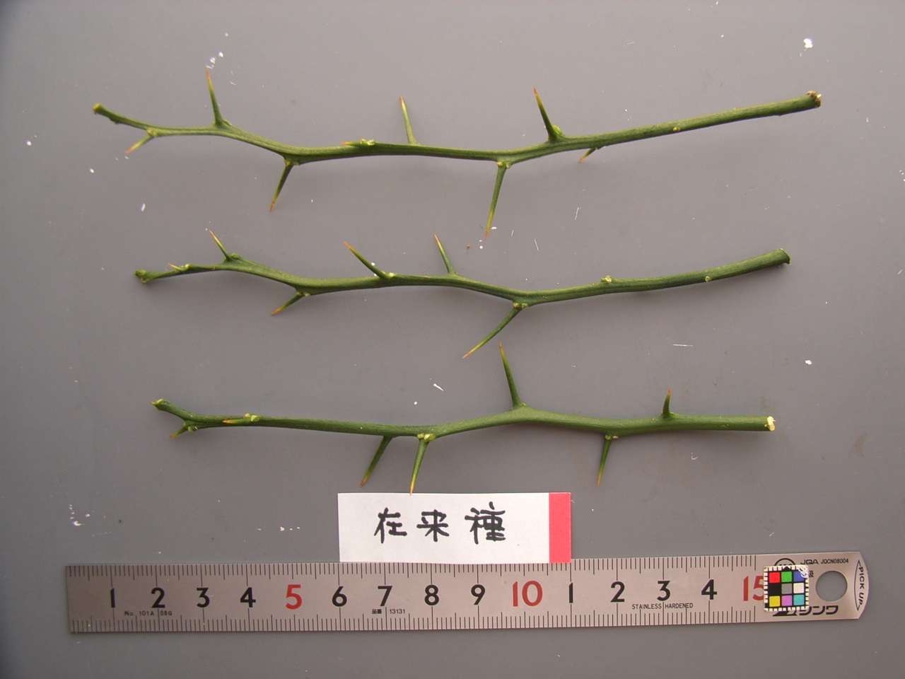 果实 (MAFF, Japan)