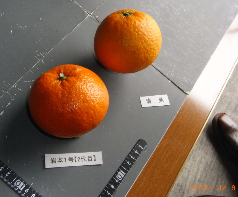果实 (MAFF, Japan)