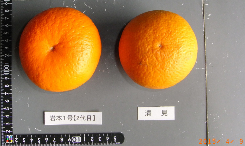 果实 (MAFF, Japan)