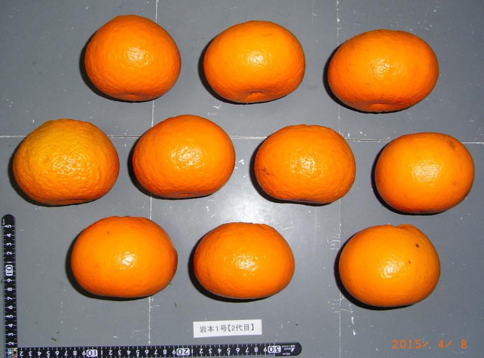 果实 (MAFF, Japan)