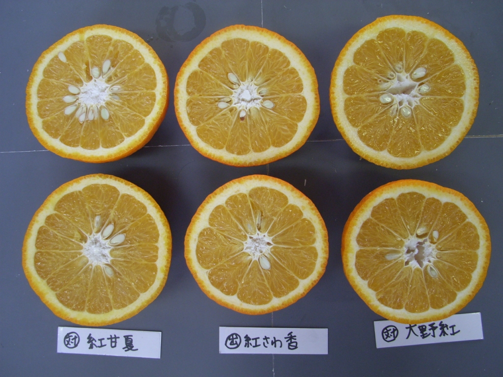 果实 (MAFF, Japan)