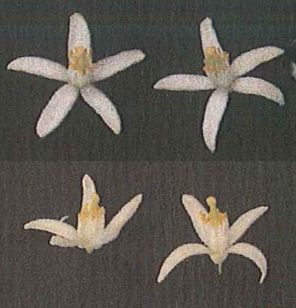 果实 (MAFF, Japan)