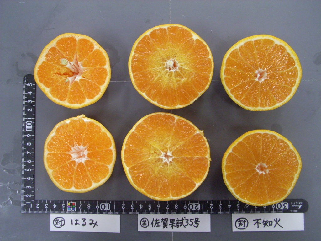 果实 (MAFF, Japan)