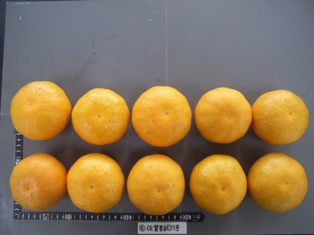 果实 (MAFF, Japan)