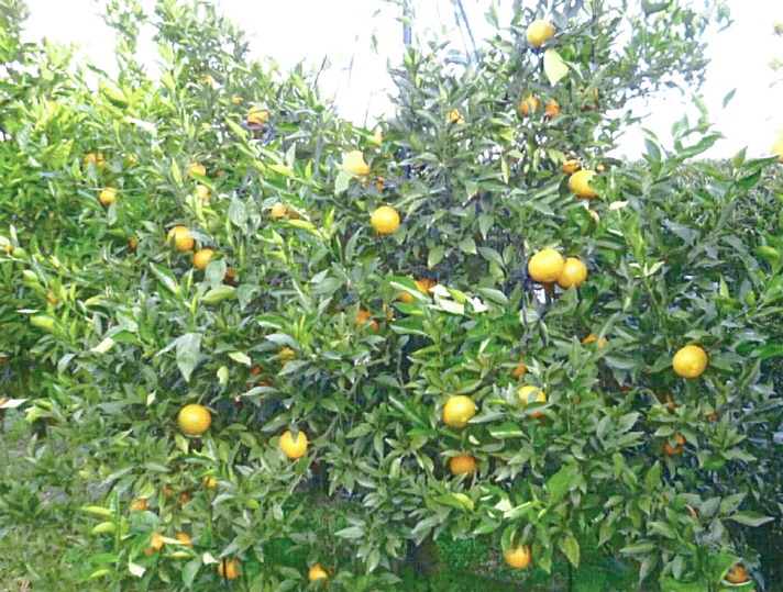 树体 (MAFF, Japan)