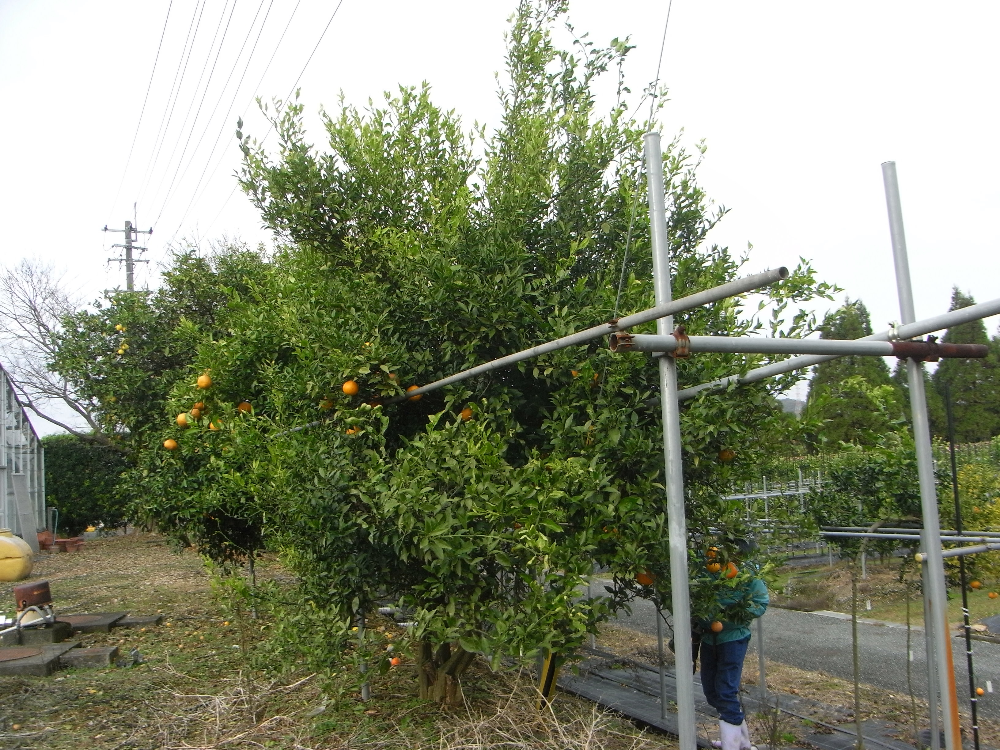 果实 (MAFF, Japan)