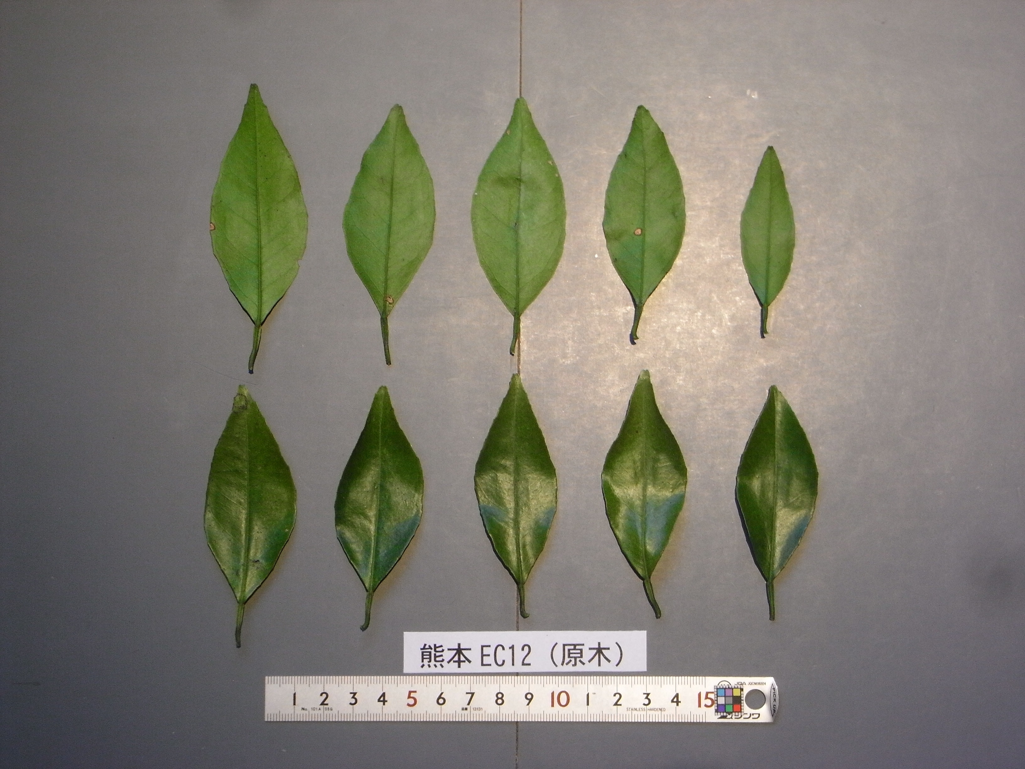 果实 (MAFF, Japan)