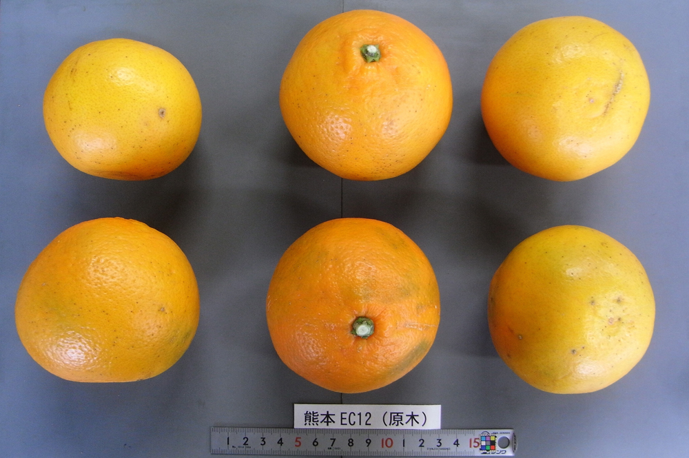 树体 (MAFF, Japan)