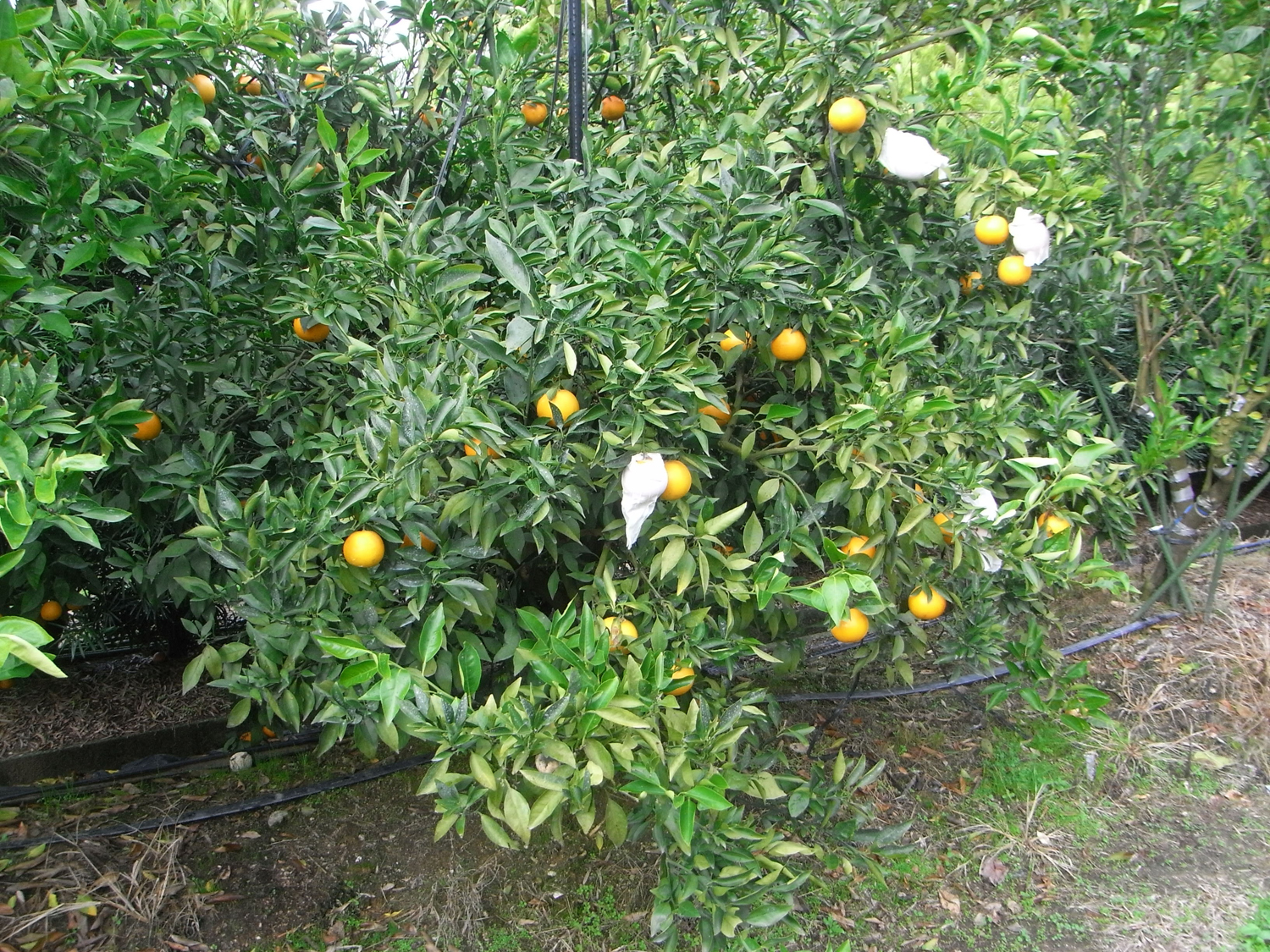 果实 (MAFF, Japan)