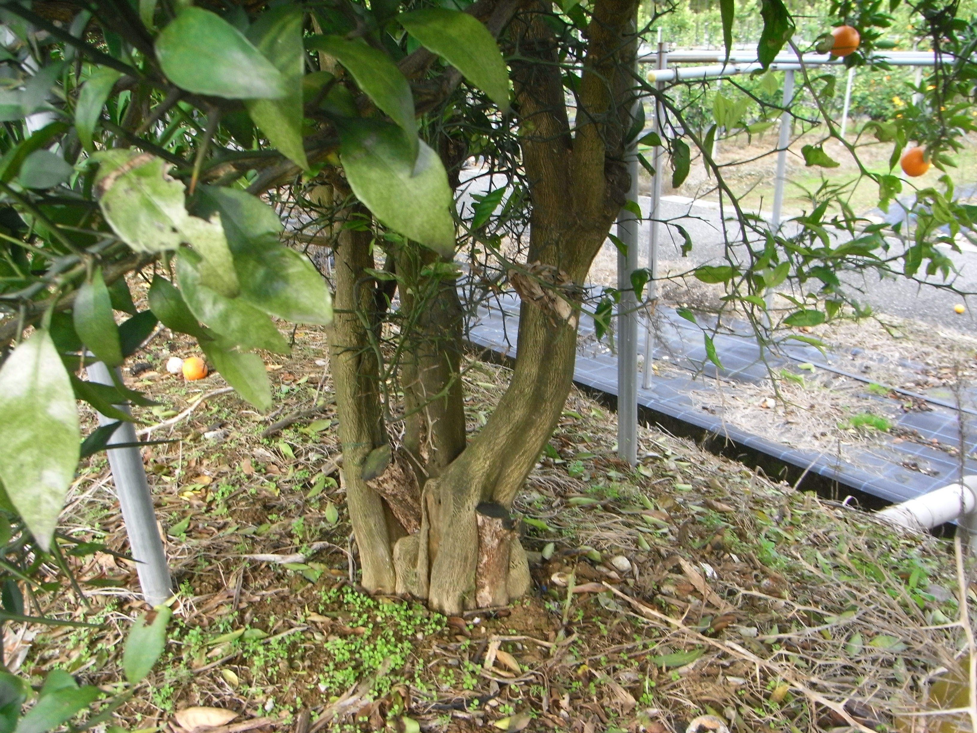 树体 (MAFF, Japan)