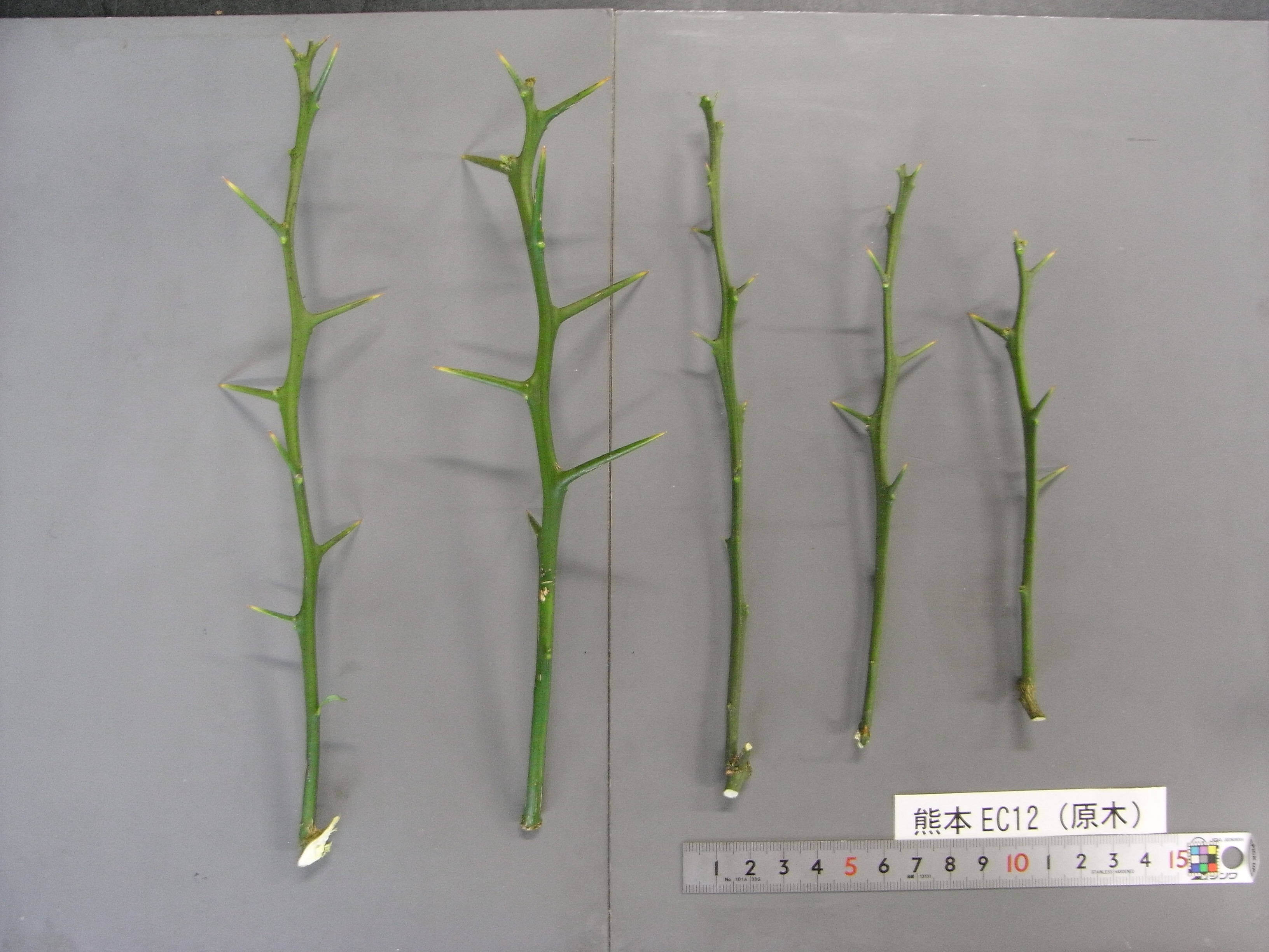 果实 (MAFF, Japan)