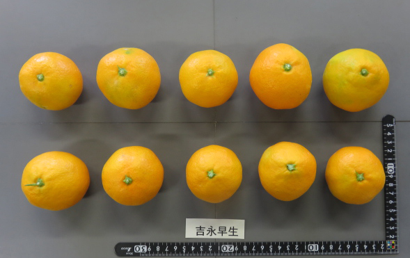 果实 (MAFF, Japan)