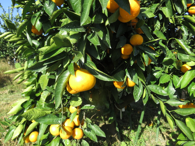 果实 (MAFF, Japan)