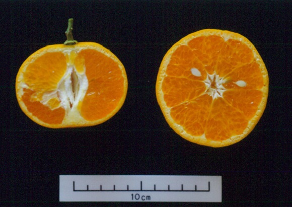 果实 (MAFF, Japan)