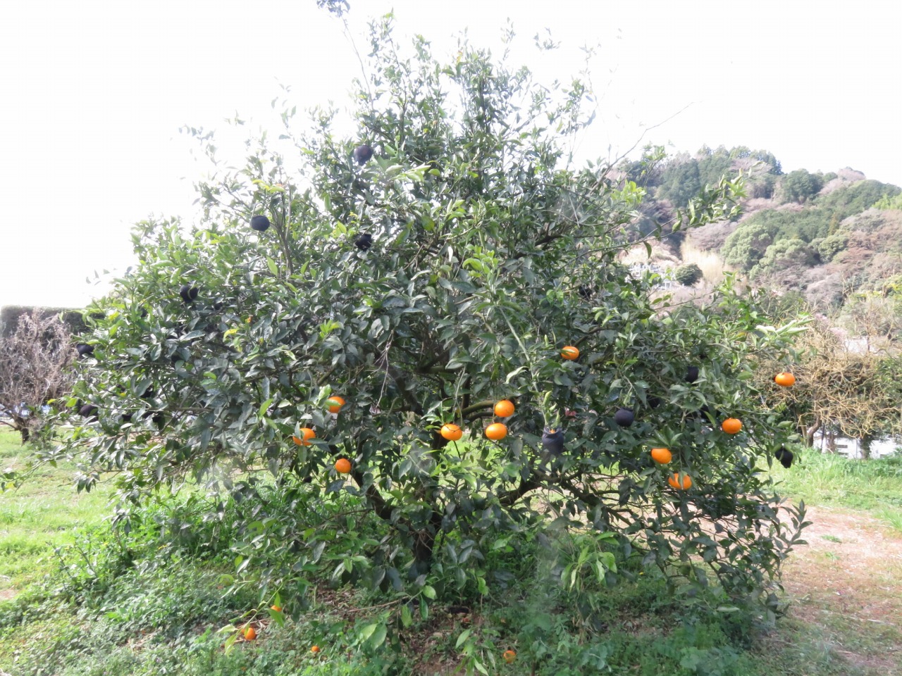 果实 (MAFF, Japan)