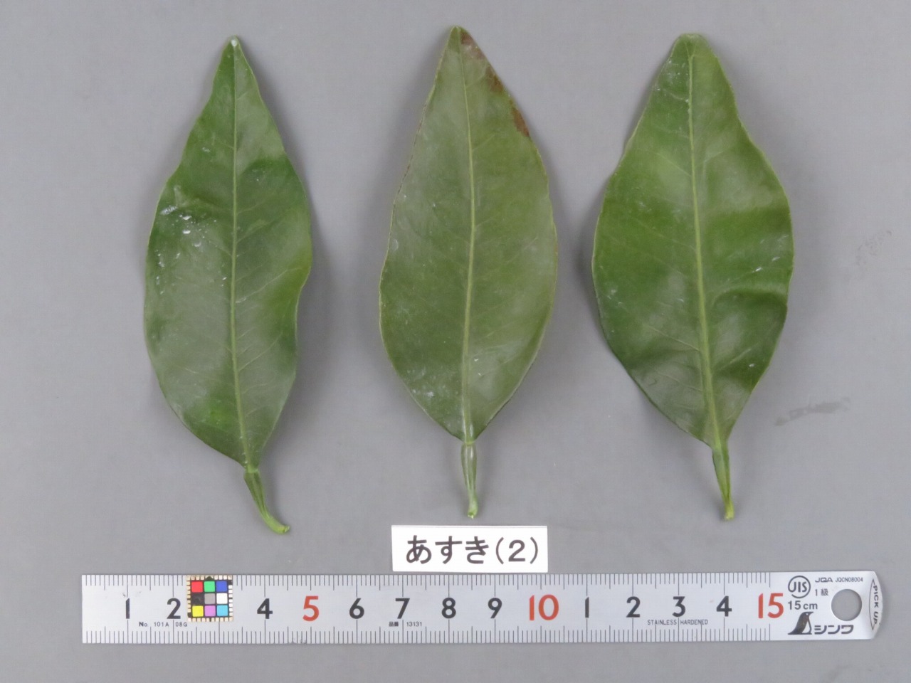 树体 (MAFF, Japan)