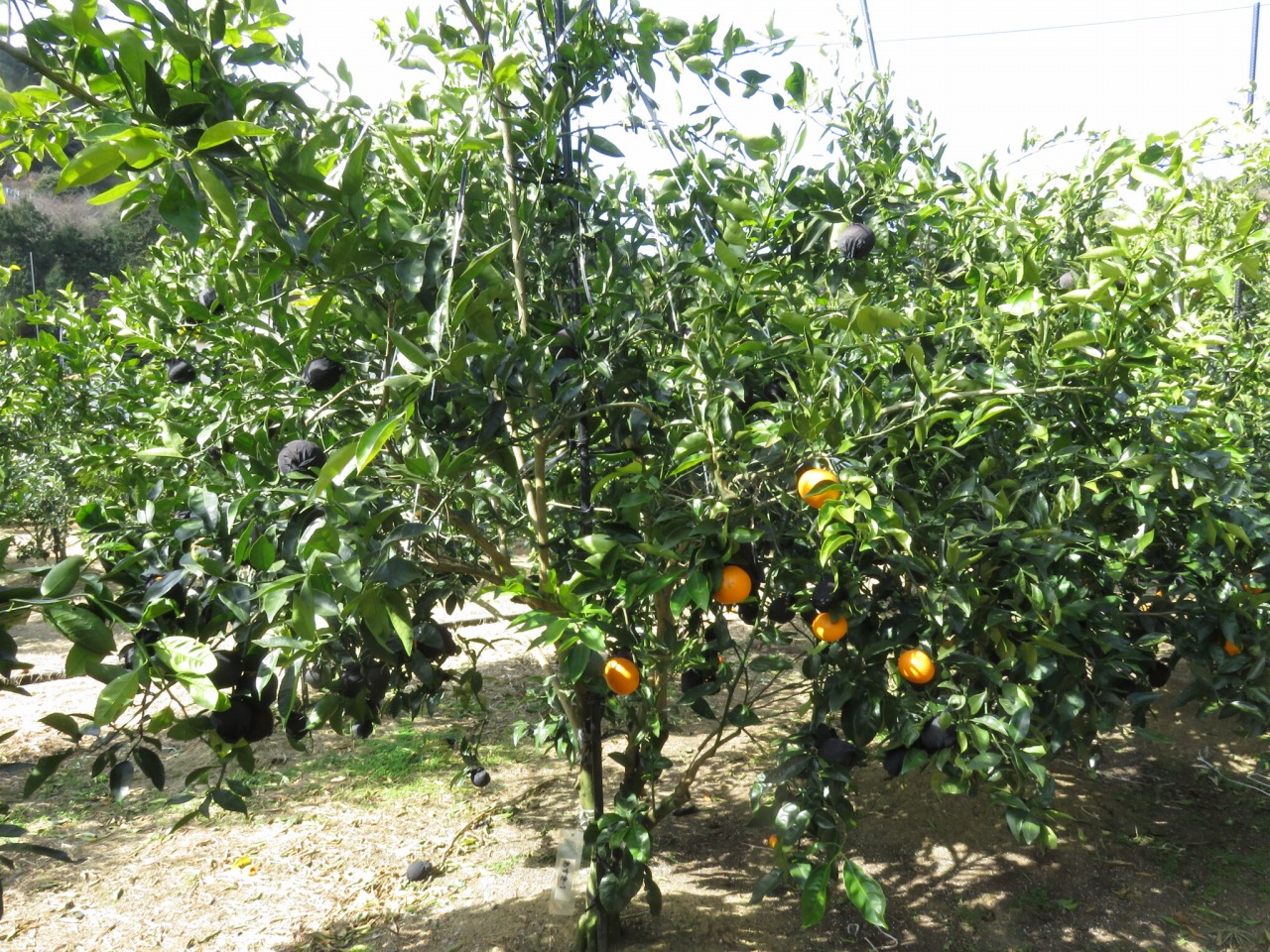 果实 (MAFF, Japan)