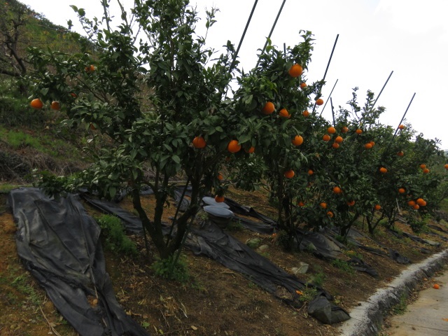 果实 (MAFF, Japan)