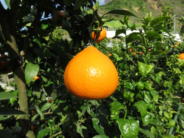 果实 (MAFF, Japan)