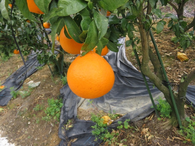 果实 (MAFF, Japan)