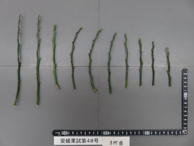 树体 (MAFF, Japan)