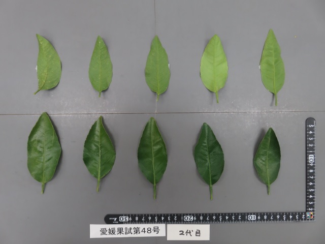 果实 (MAFF, Japan)