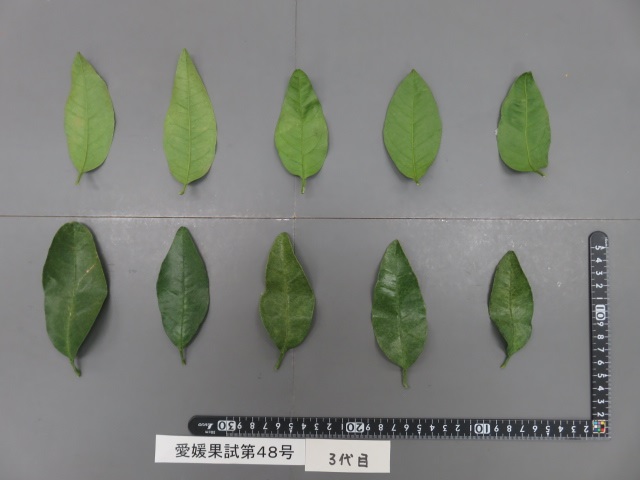 果实 (MAFF, Japan)