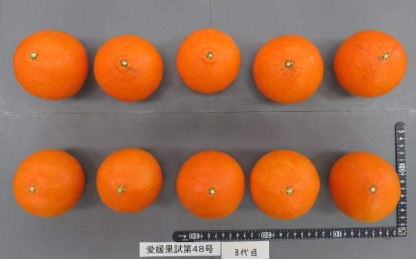 果实 (MAFF, Japan)