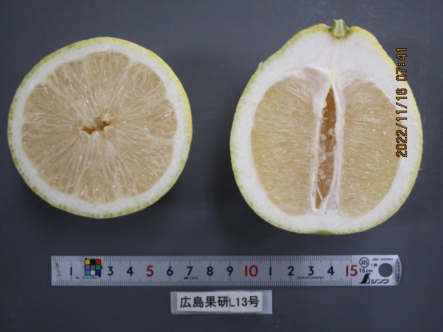 树体 (MAFF, Japan)