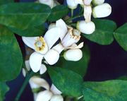 '卡西'大翼橙 Khasi papeda, Citrus latipes