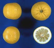 '卡西'大翼橙 Khasi papeda, Citrus latipes