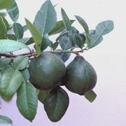 '美拉尼西亚'大翼橙 Melanesian papeda, Citrus macroptera