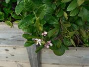 '阿莱莫'大翼橙 Alemow, Citrus macrophylla