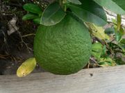 '阿莱莫'大翼橙 Alemow, Citrus macrophylla