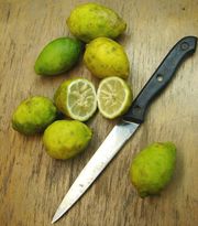 小花大翼橙('比亚松') Biasong, Citrus micrantha