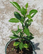 小花大翼橙('比亚松') Biasong, Citrus micrantha