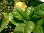 '西里伯斯'大翼橙 Celebes papeda