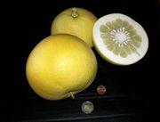 '西里伯斯'大翼橙 Celebes papeda