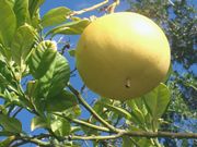 '西里伯斯'大翼橙 Celebes papeda