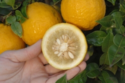 '宜昌'大翼橙 Ichang papeda, Citrus inchangensis