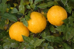 '宜昌'大翼橙 Ichang papeda, Citrus inchangensis